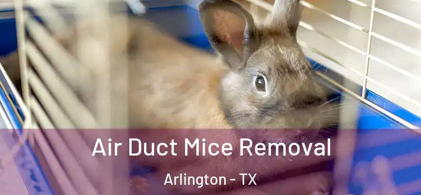 Air Duct Mice Removal Arlington - TX